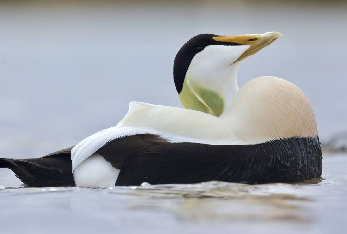 Common Eider (Dave Jackson)