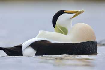 Common Eider (Dave Jackson)