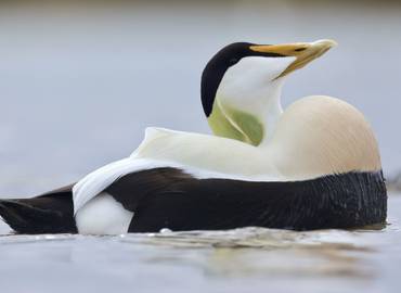 Iceland in Spring - Photography Special