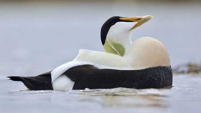 Common Eider (Dave Jackson)