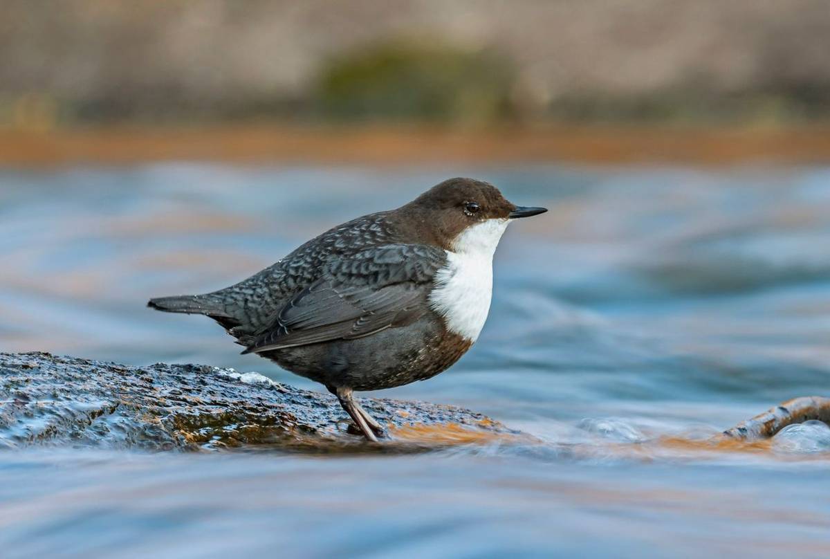 Dipper shutterstock_1657578130.jpg