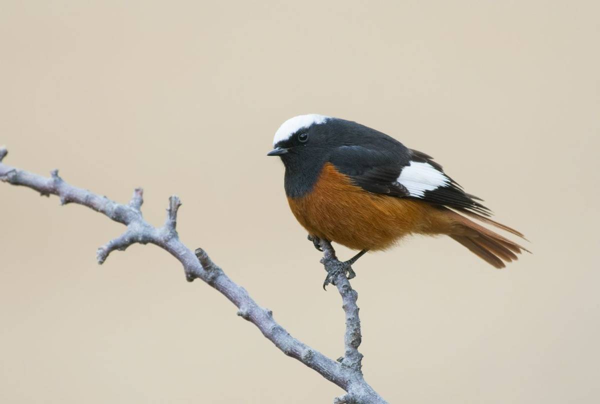 Güldenstädt's Redstart shutterstock_611498969.jpg