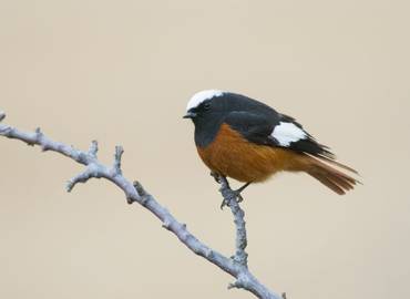 Spring Birding in Azerbaijan