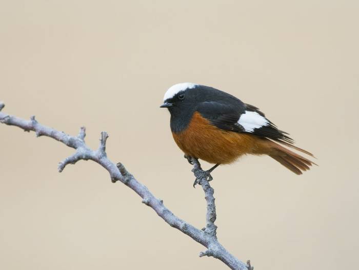 Güldenstädt's Redstart shutterstock_611498969.jpg