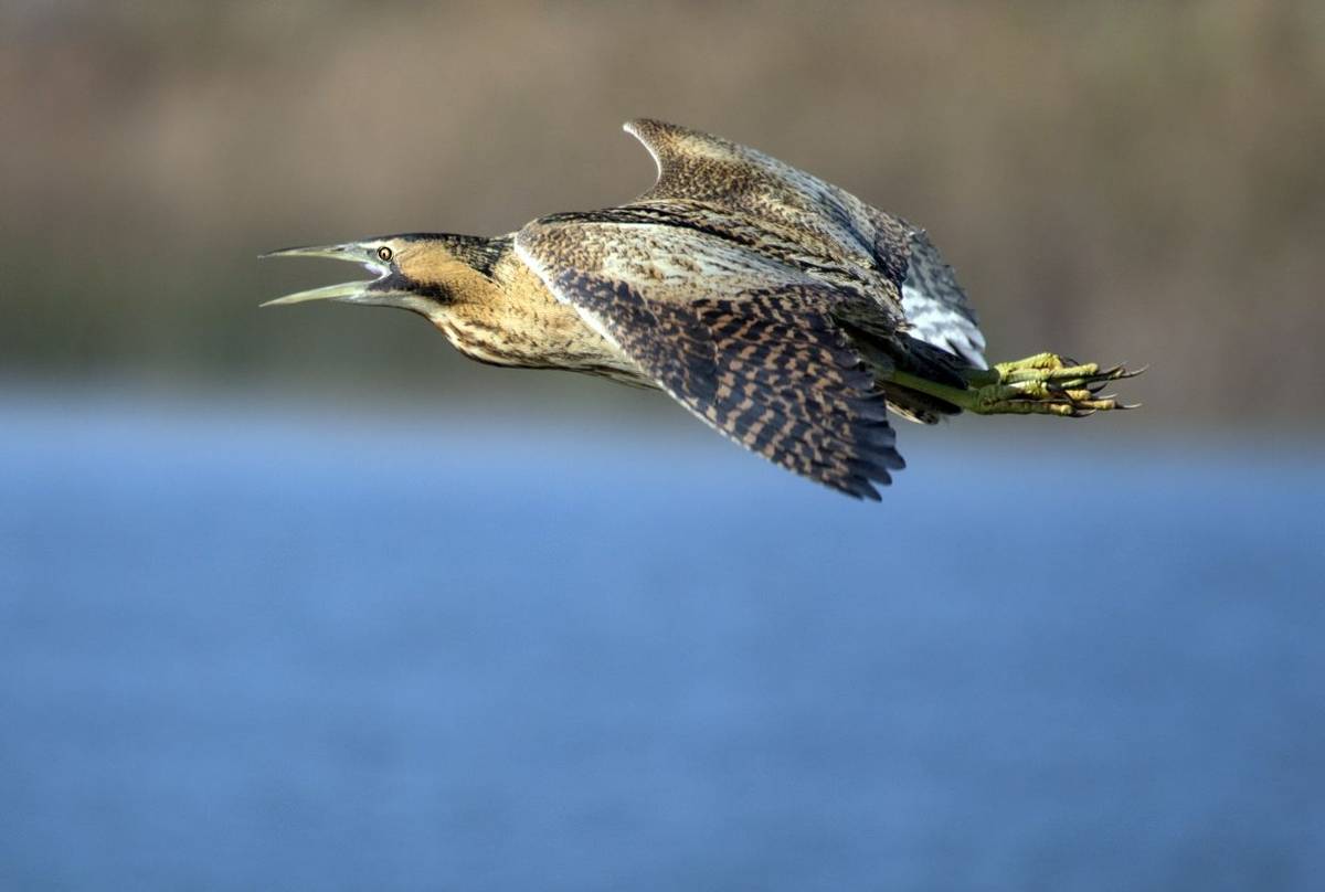 Bittern shutterstock_356050955.jpg