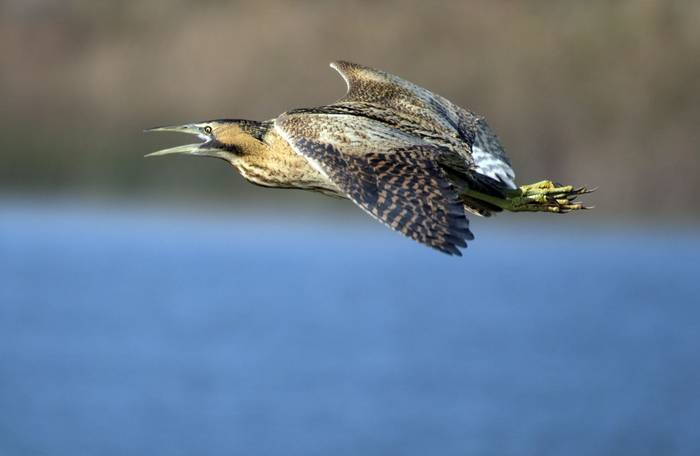 Bittern shutterstock_356050955.jpg