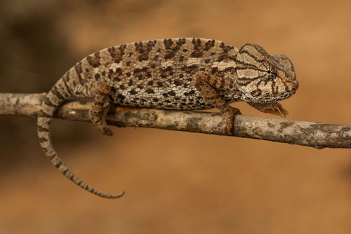 Mediterranean Chameleon (Chamaeleo chamaeleon)