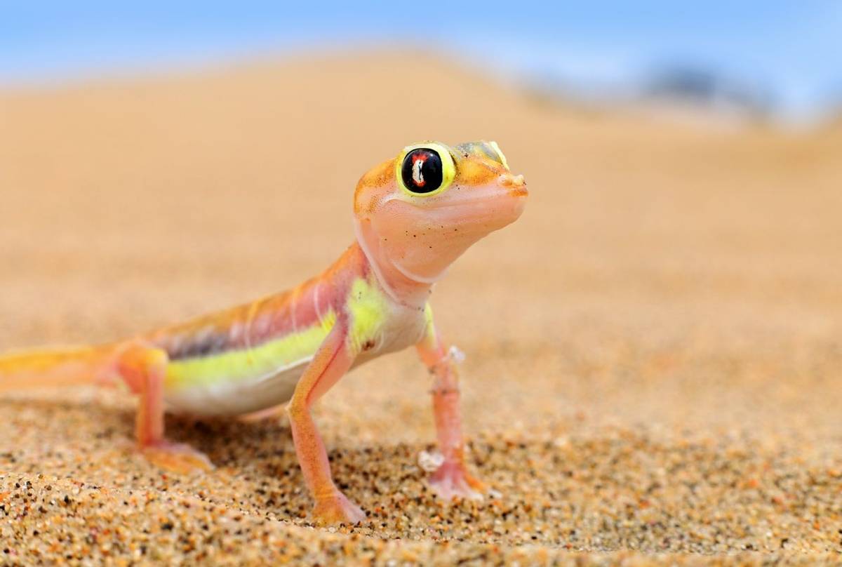 Web-footed Gecko (Pachydactylus rangei)