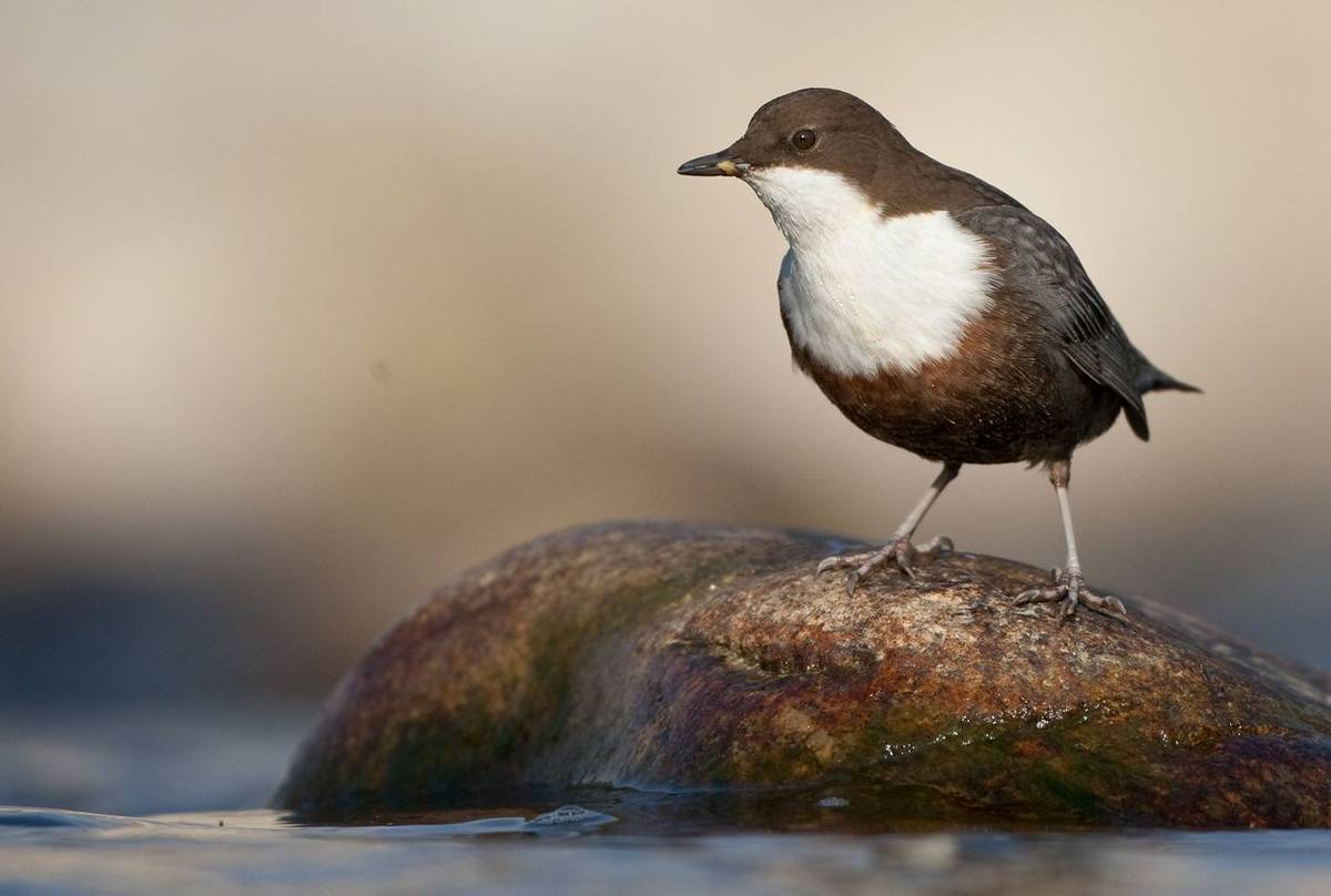 White Throated Dipper (Bogdan Boev) (2)