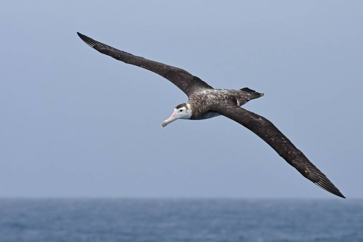 Juvenile Wandering Albatross, Scotia Sea, 26 Jan 2016
