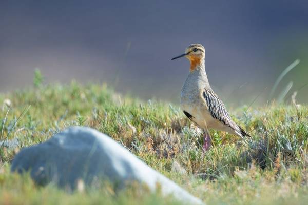 Tawny-throated Dotterel shutterstock_1609260085.jpg