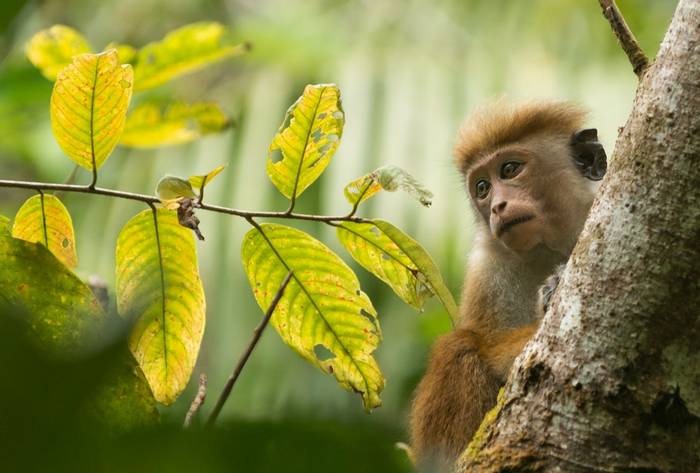 Toque Macaque, Sinharaja Rainforest, Sri Lanka shutterstock_1309041994.jpg