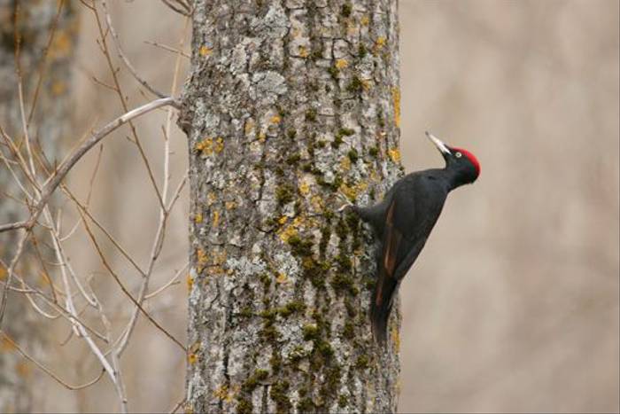 Black Woodpecker (Ricardo Rodriguez)