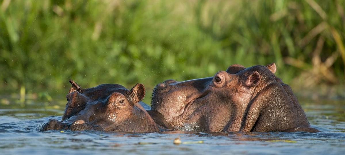 Two common hippopotamus in the water. The common hippopotamus (Hippopotamus amphibius), or hippo. Africa