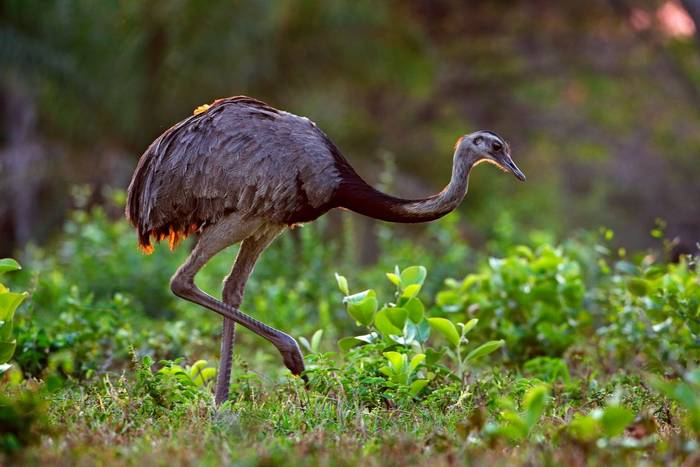 Greater Rhea, Bolivia