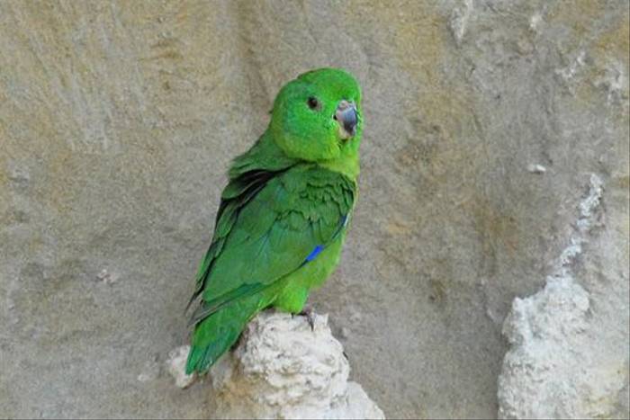 Dusky-billed parrotlet
