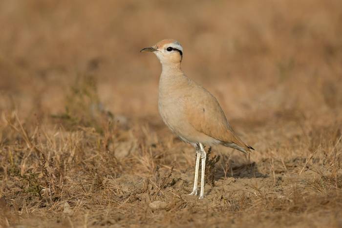 Cream-coloured Courser