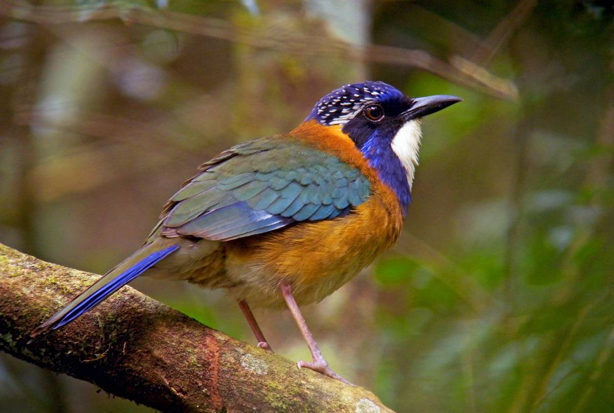 Pitta-like Ground-Roller, Madagascar shutterstock_1299742528.jpg