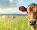 Innocent Jersey cow headshot in a green pasture with a herd and horizon in the background suitable as a copy space image