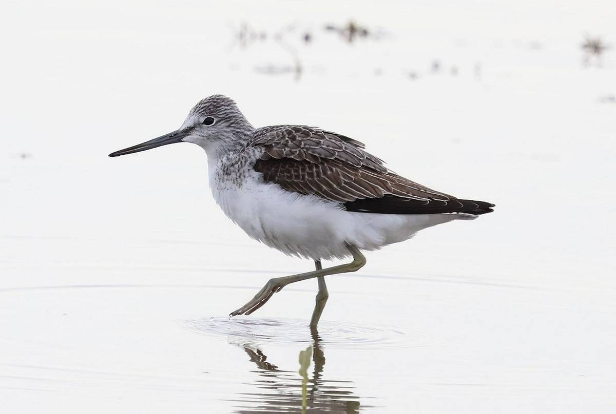 Greenshank (Stephen Buckle).jpg
