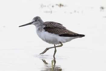 Greenshank (Stephen Buckle).jpg