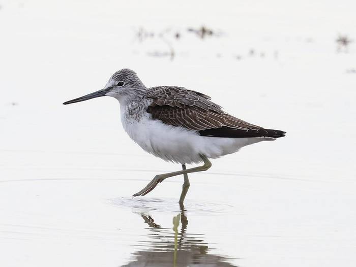 Greenshank (Stephen Buckle).jpg