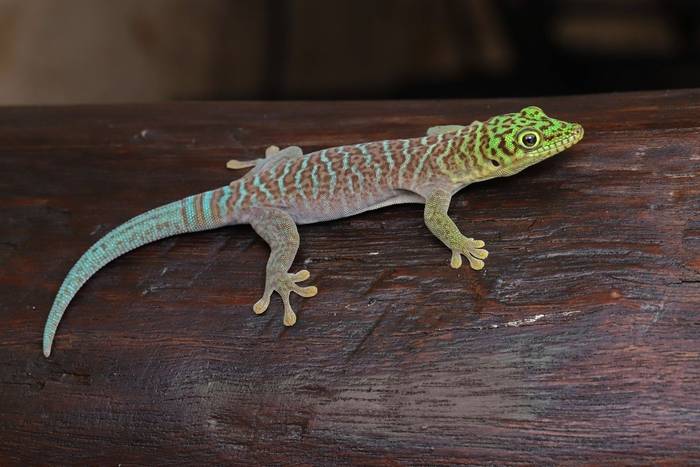 Standing's Day Gecko (Phelsuma standingi) © Bobby and Laura Bok, March 2026
