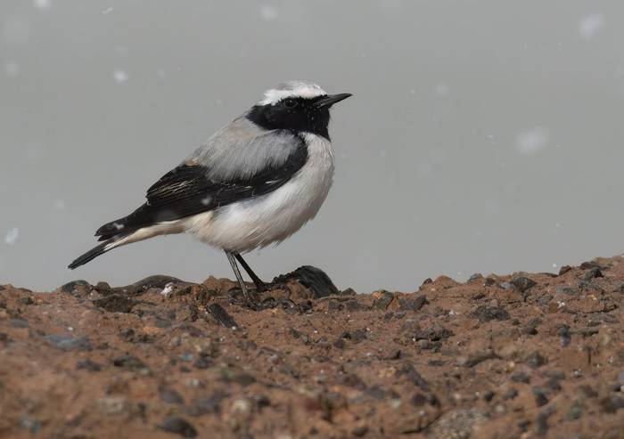 Atlas Wheatear © Chris Griffin