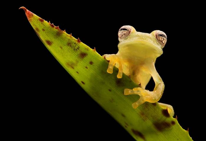 Chiriqui Glass Frog (Teratohyla pulverata)