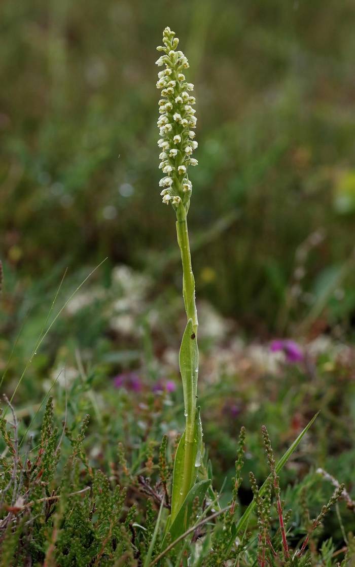 Small White Orchid © Matt Eade