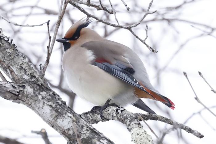 Japanese Waxwing by Barrie Cooper
