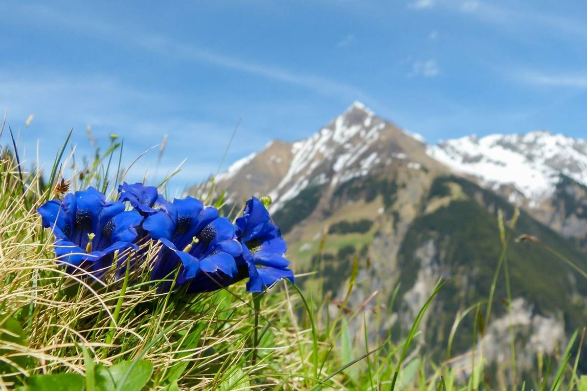 Wild Flowers