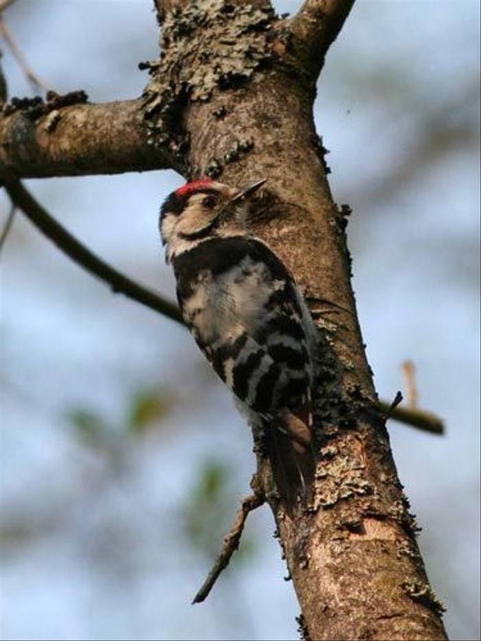 Lesser Spotted Woodpecker (Peter Dunn)
