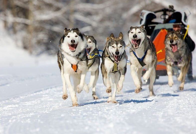 The Lodge at Jackson Hole 17.jpeg