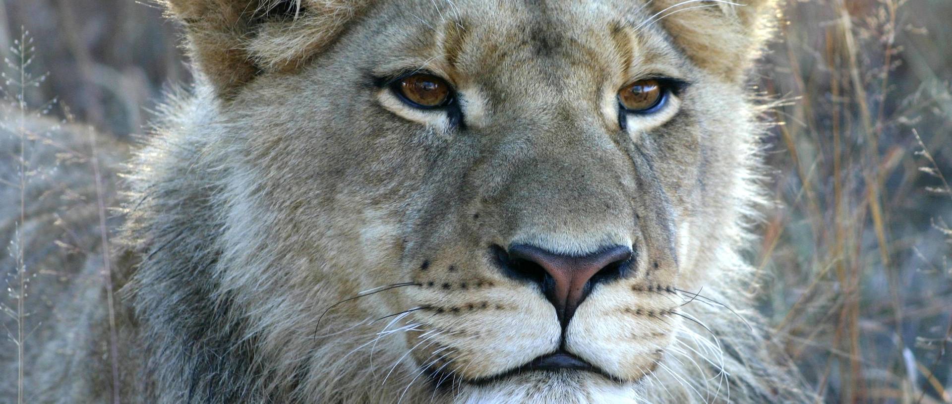 Lioness spotted whilst on safari