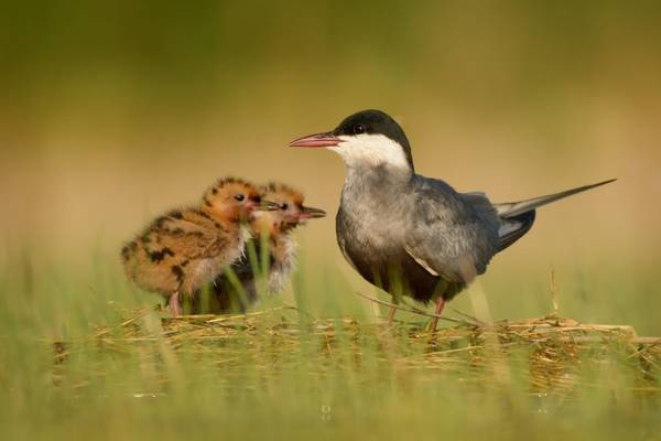 Whiskered Tern shutterstock_363591917.jpg