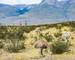 Greater rhea (Rhea americana) or nandu is a ostrich like flightless bird living in Southamerican pampas. Torres del Paine na…