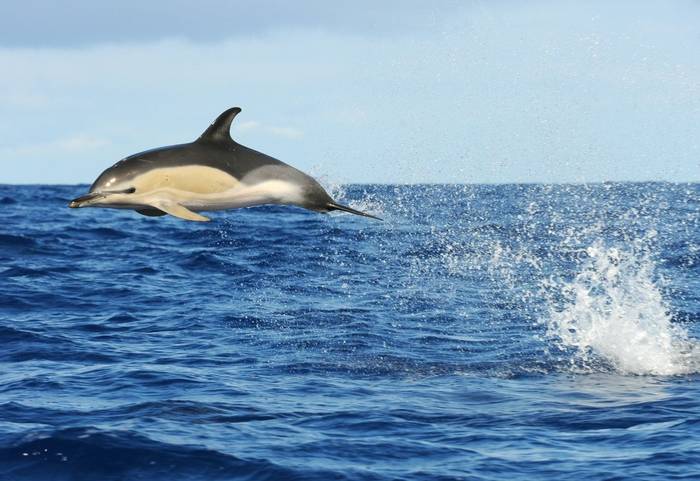 Common Dolphin. Shutterstock 139122416