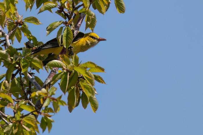 Golden Oriole © Chris Griffin, May 2025.jpg