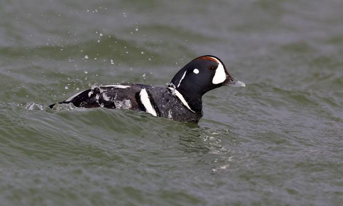 Harlequin Duck (Dave Jackson)