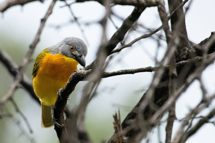 Grey-headed Bushshrike