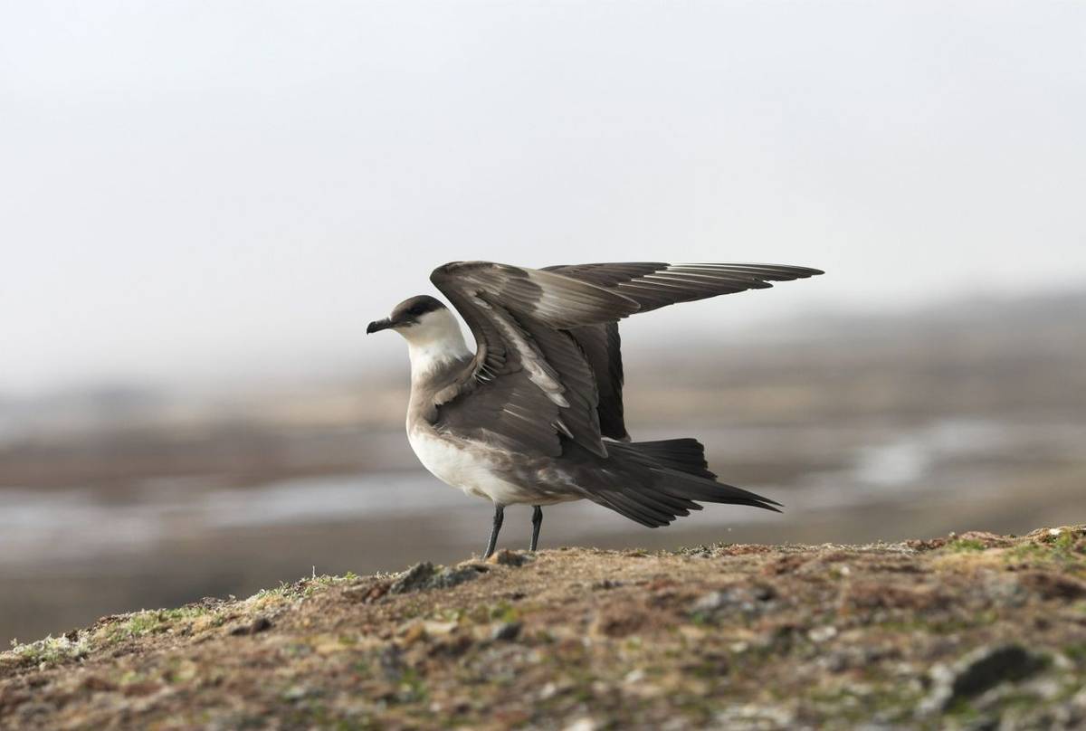 Arctic Skua