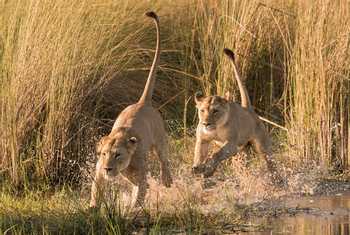 Lions,-Okavango-Delta,-Botswana-shutterstock_1265774032.jpg