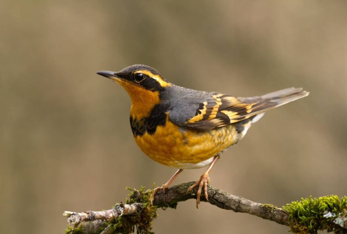 Varied Thrush