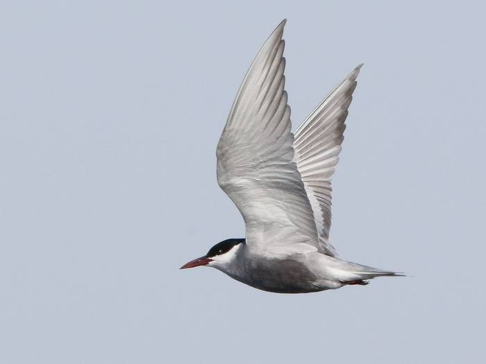 Whiskered Tern (Kevin Elsby)