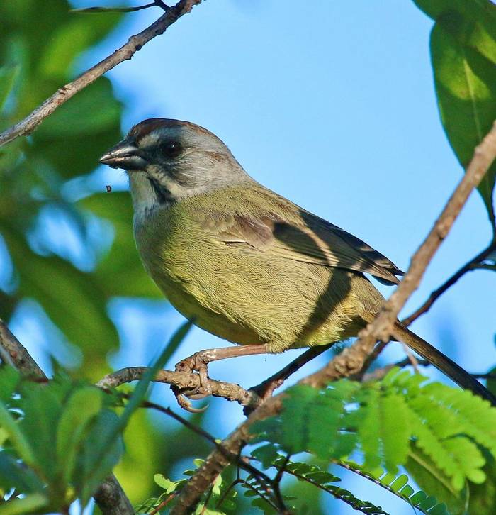 Zapata Sparrow.jpg