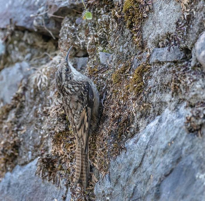 Bar-tailed Treecreeper