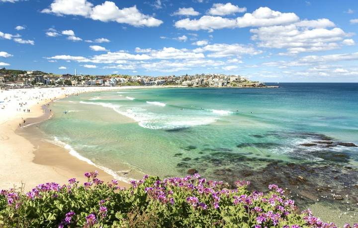 Flowers of Bondi Beach, Sydney Australia Flowers of Bondi Beach, Sydney Australia