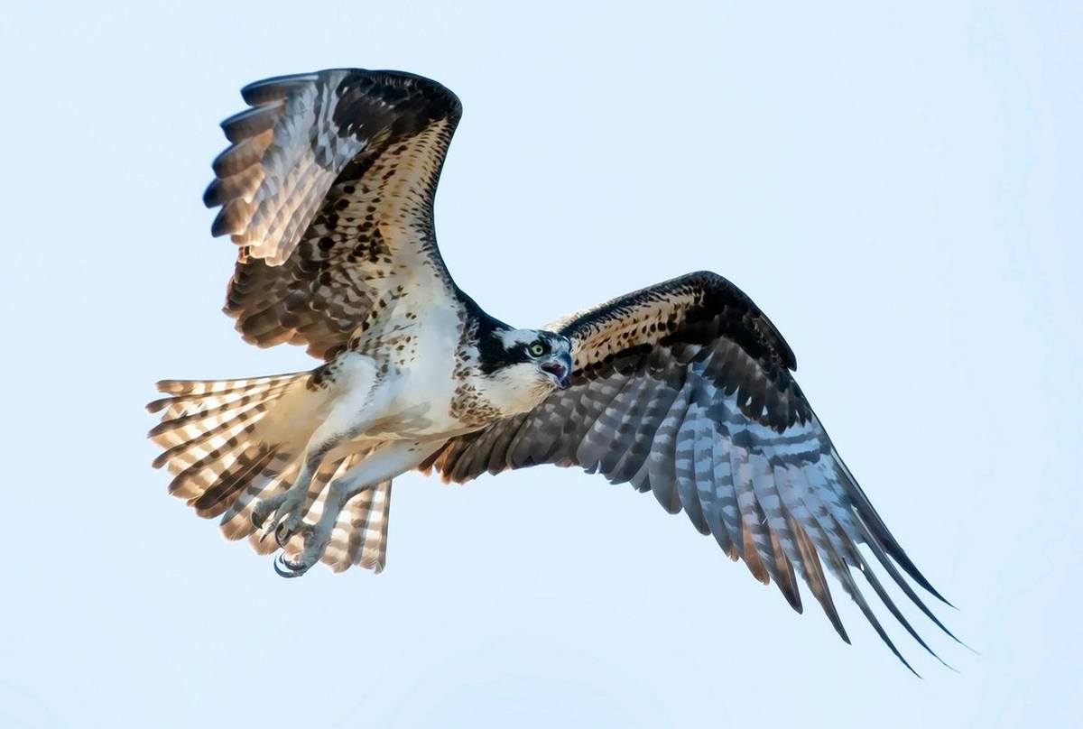 Osprey-shutterstock_1374234359.jpg