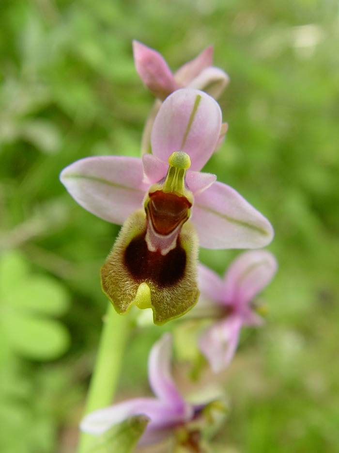 Ophrys tinthredienifera © Mr R. Ouni